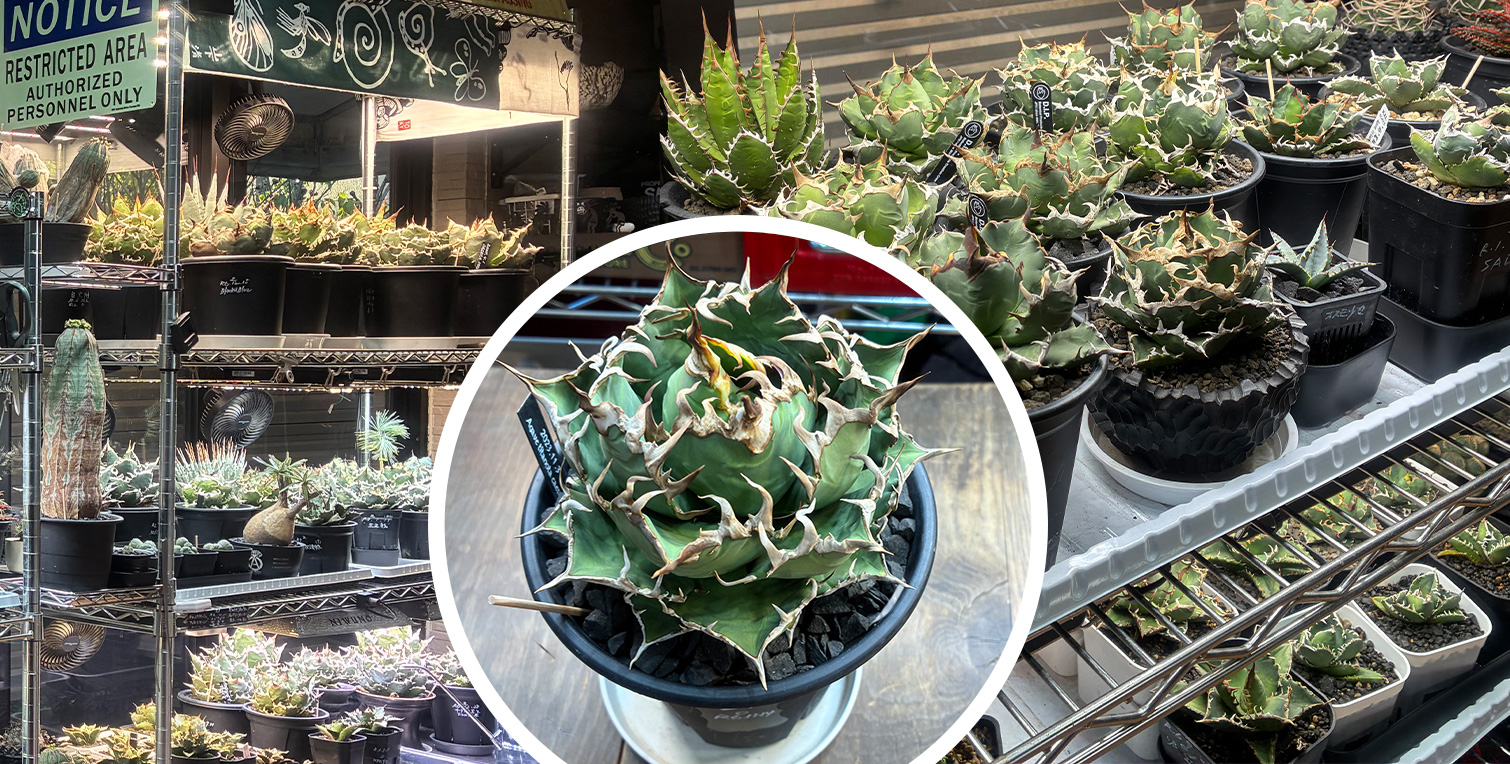 アガベと塊根植物のイメージ1