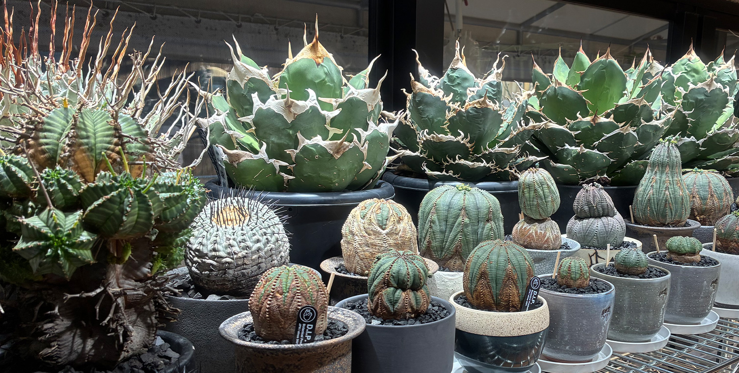アガベと塊根植物のイメージ2