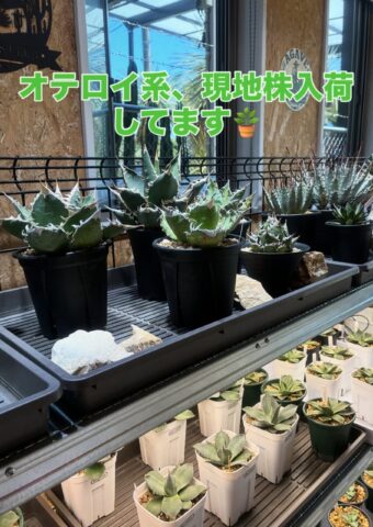 入荷20250802