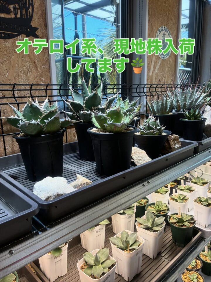 入荷20250802