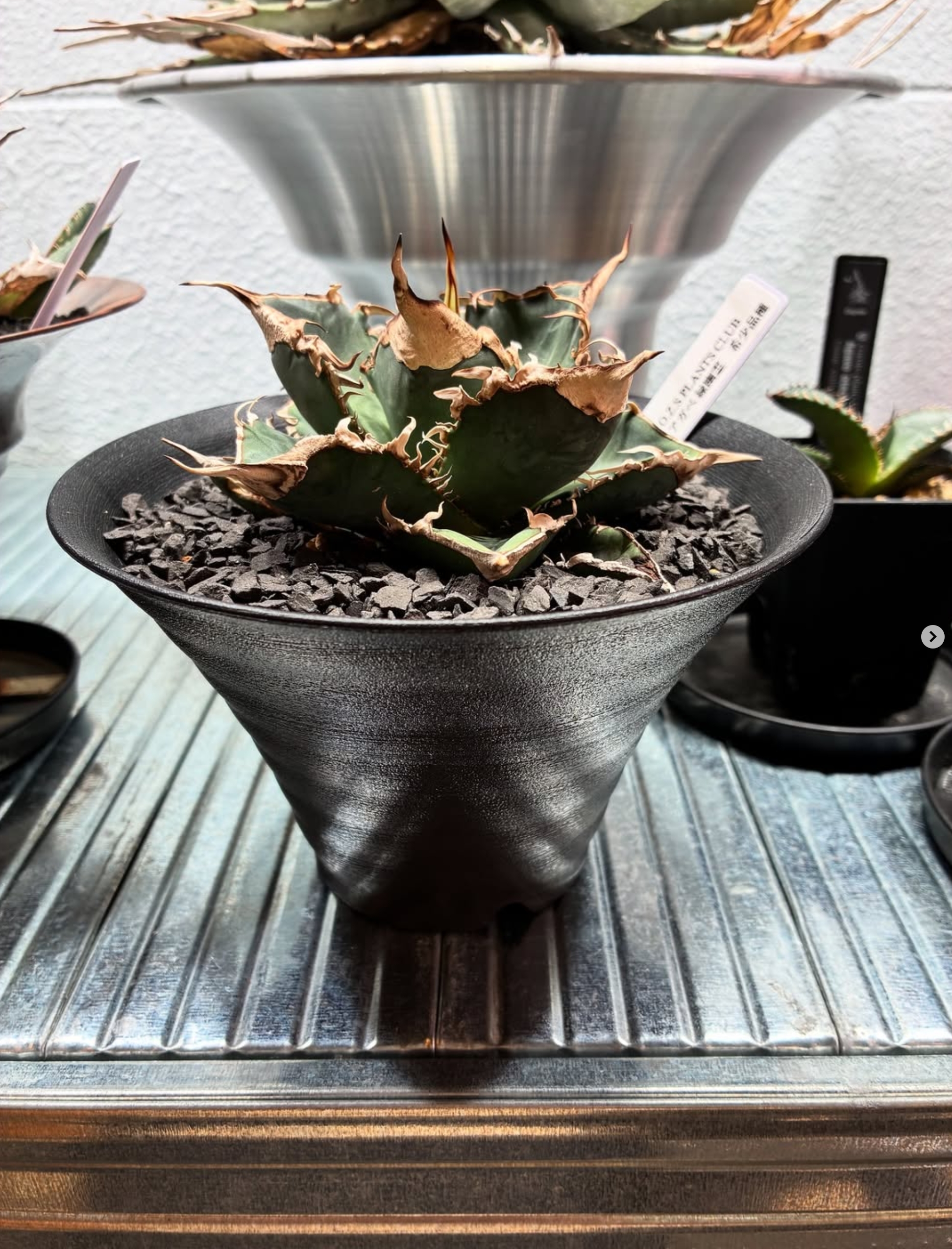 アガベ オテロイ Green Ghost 緑幽霊 大株出品 入荷情報】アガベ 緑幽霊（Green Ghost）✨🌵 | O.Z.S PLANTS CLUB