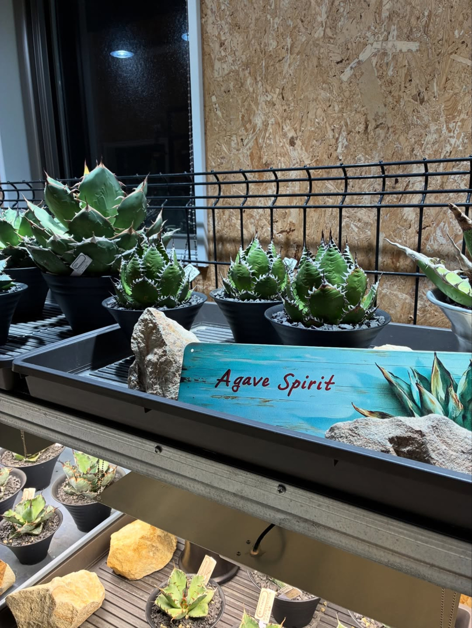 販売情報】アガベ・ホリダ（短葉／強刺タイプ・発根済み） | O.Z.S