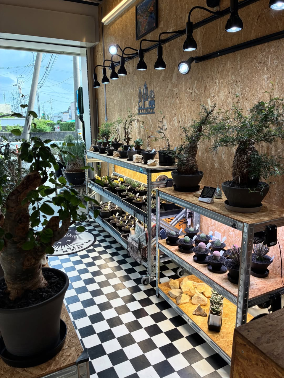 O.Z.S PLANTS CLUB 店舗情報